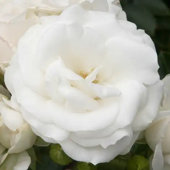 80-100 cm - Trandafiri - White Magic™ - 